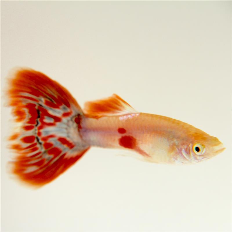 Poecilia ret.  Guppy pigeon blood man M